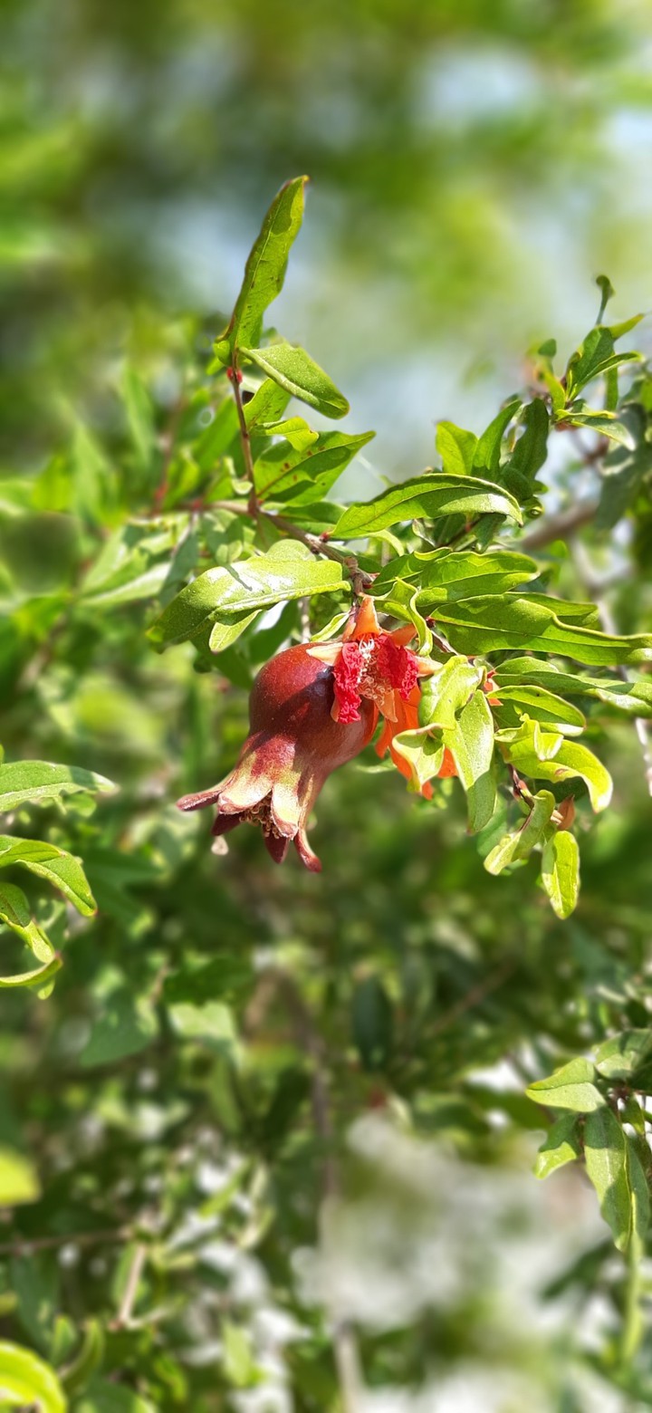 pomegranate flower