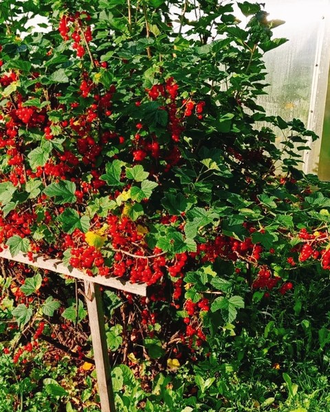 brambles, berry वॉलपेपर