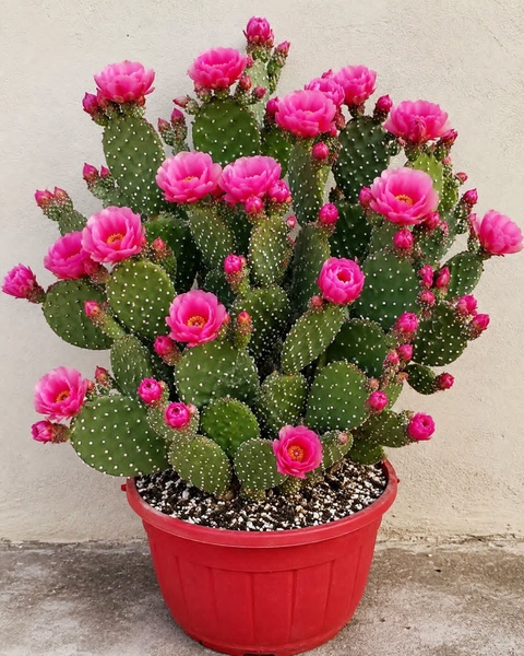 sfondi Cactus, Garden