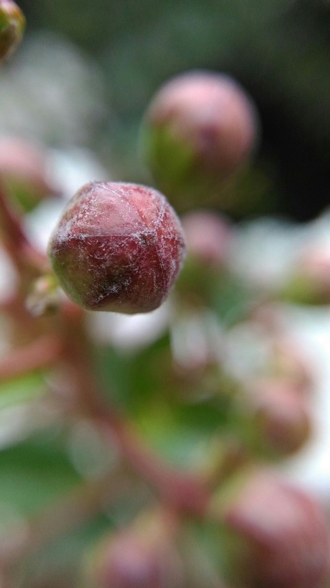 fleur non éclose