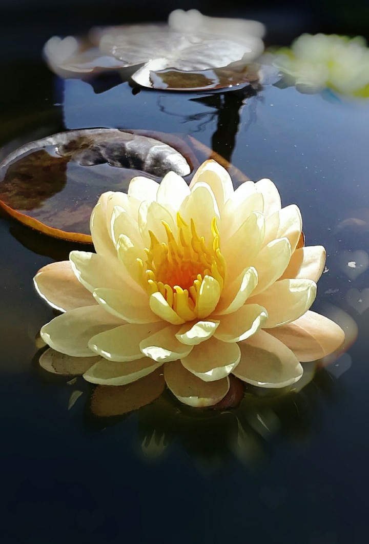 SK~ Lotus