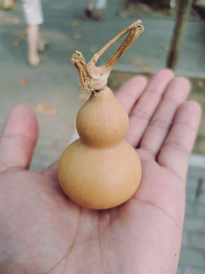 calabash