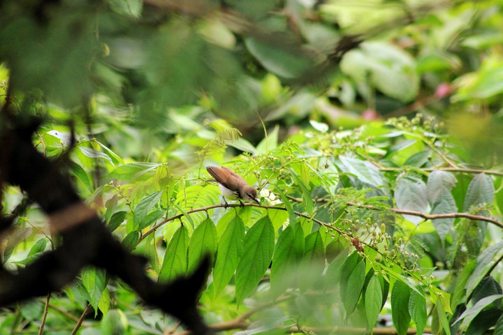 the little hummingbird