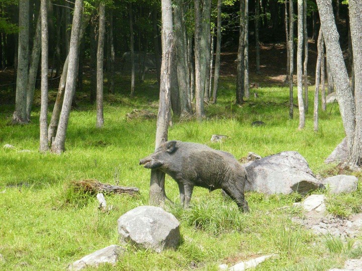 Sanglier
