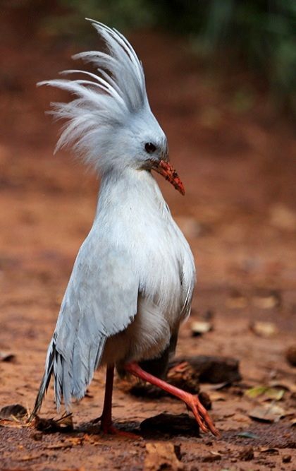 Beautiful bird name:kagu  bird