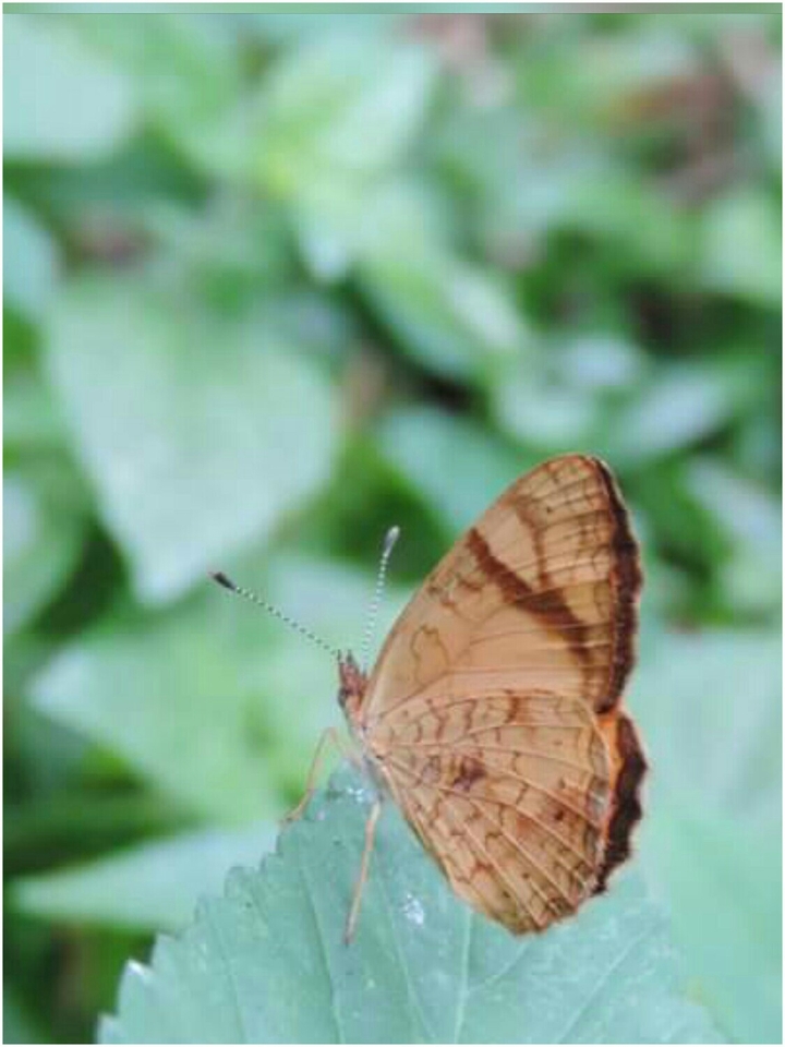 Borboleta