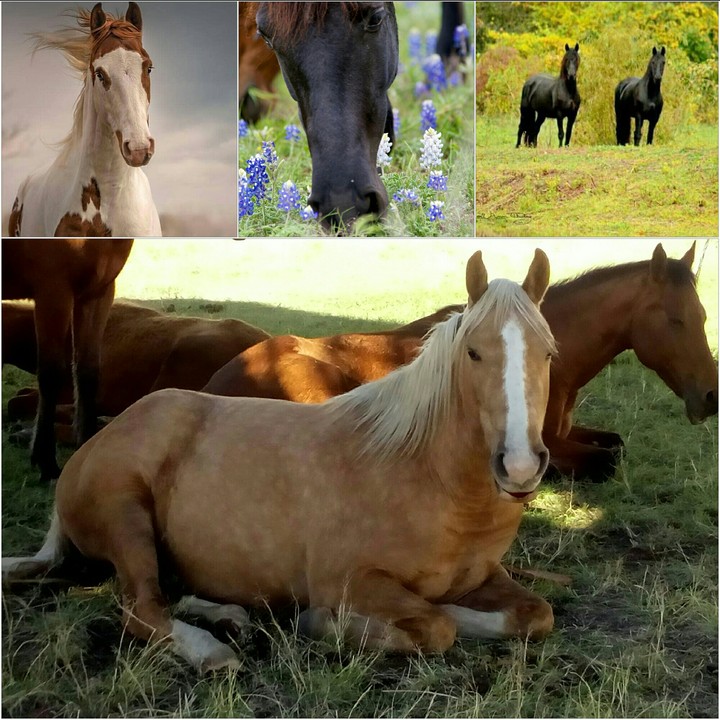 Creation of horses of You My friends!