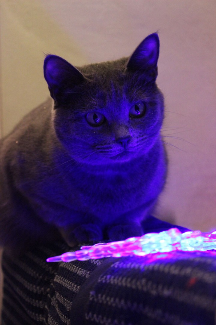 Fantastic cat