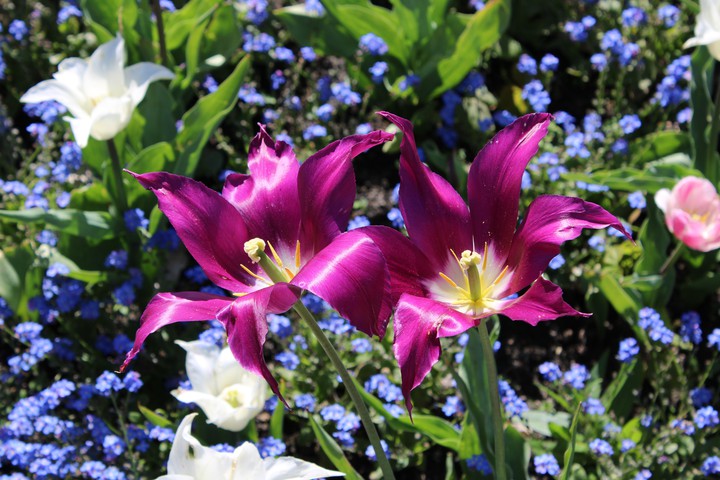 Flowers