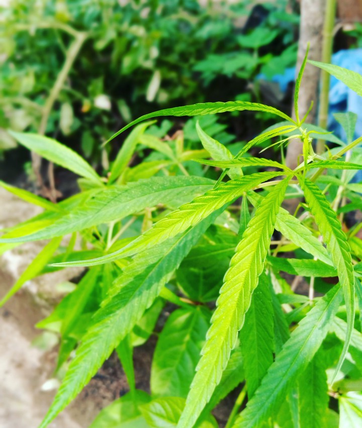 Green ?