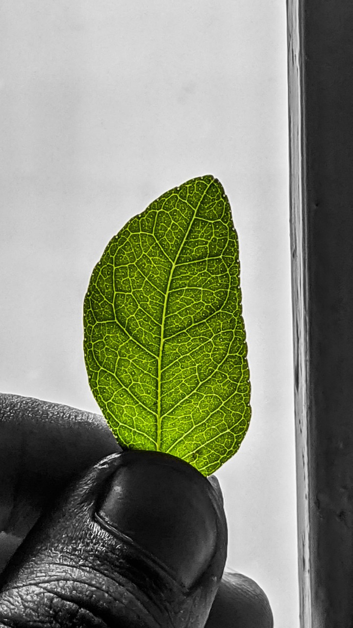 Vibrant Green