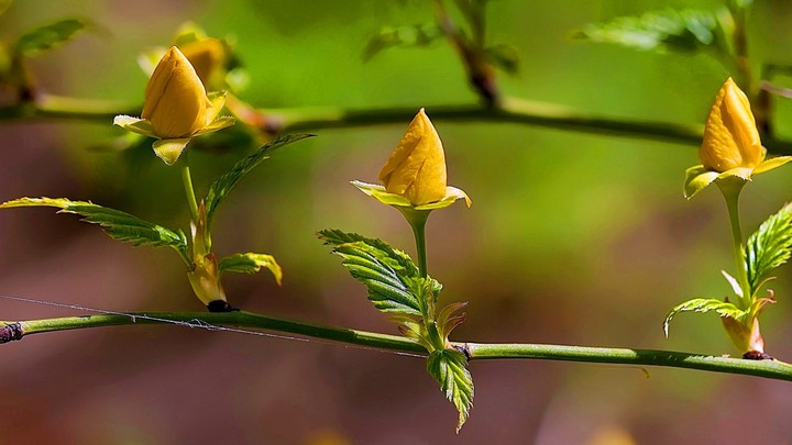 beautiful little flower
