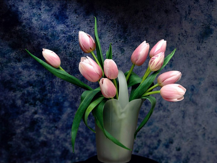 Beautiful Tulips, For You ❤️