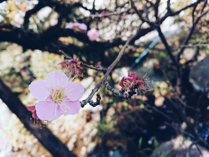 spring