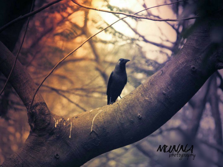 Dhakaia Black Crows bird