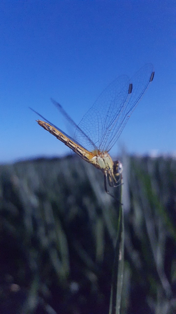 Libellula