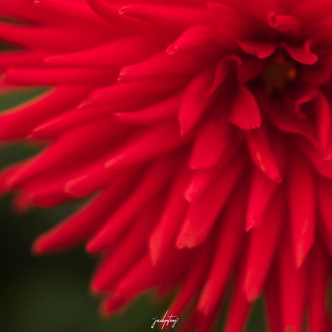wallpaper plant, red