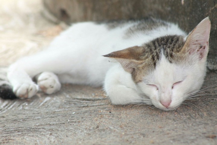 mi cat