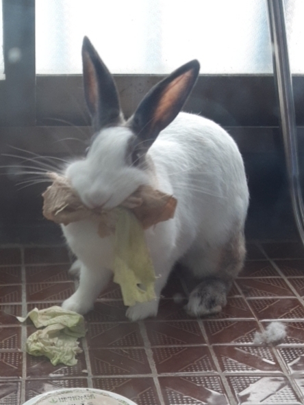 욕심쟁이(?) 토깽이