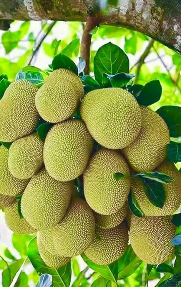 jackfruit