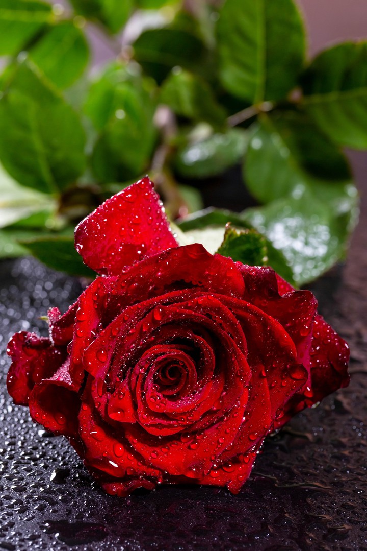 fleurs