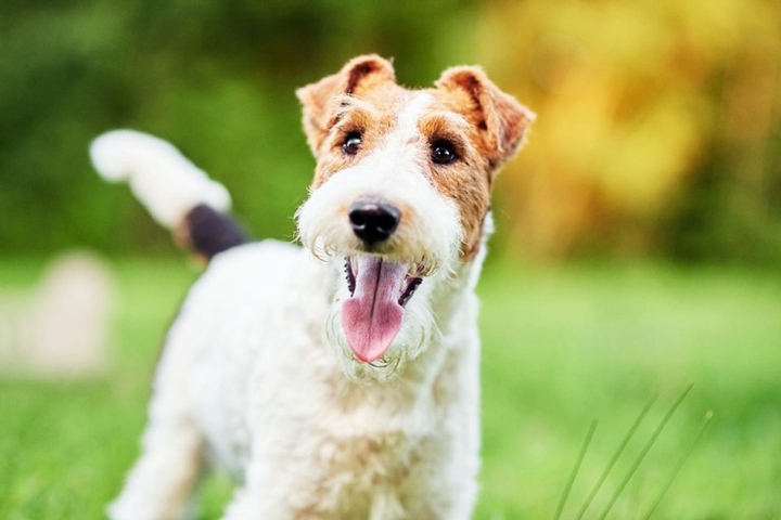 dog