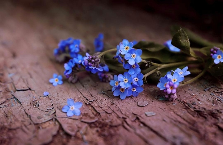 blue blossom