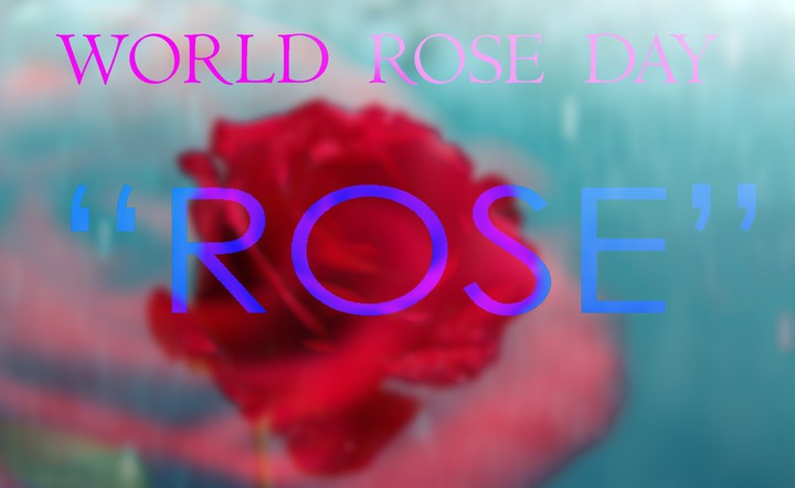 world rose day