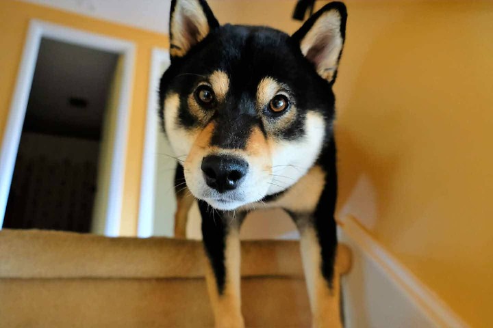 The face of a dog