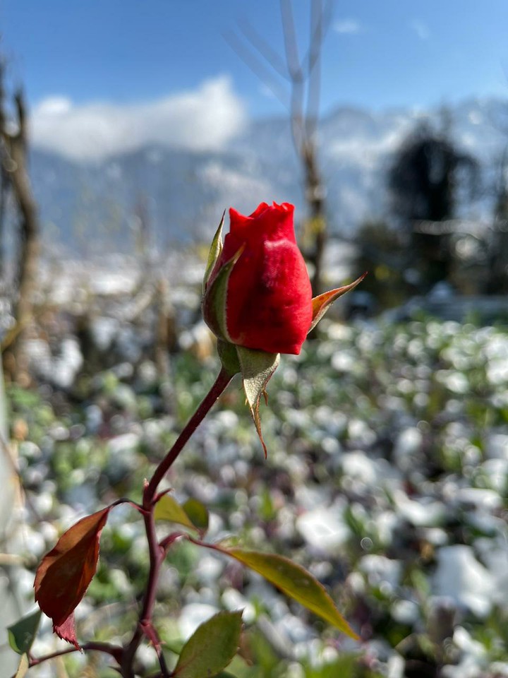 rose