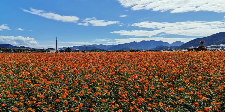 flores