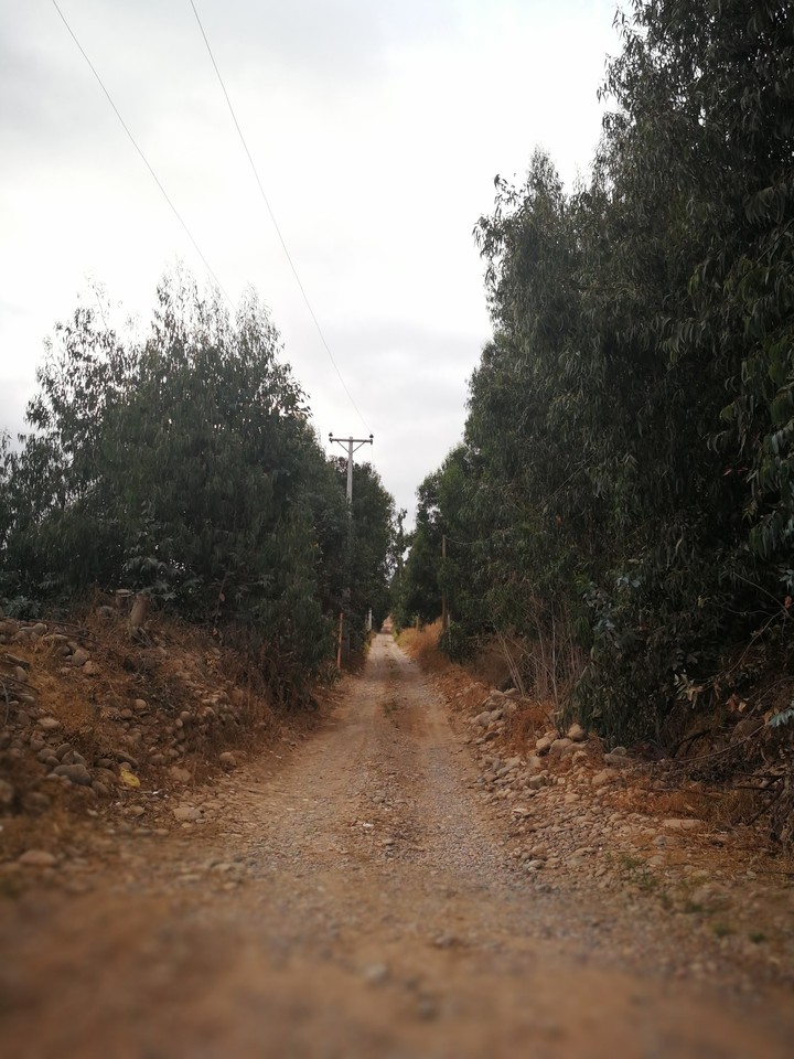 Mistery Road