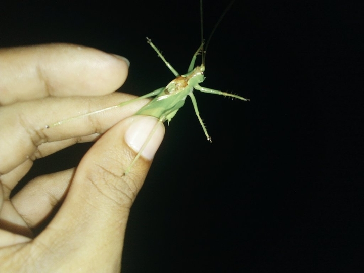Grass foeing