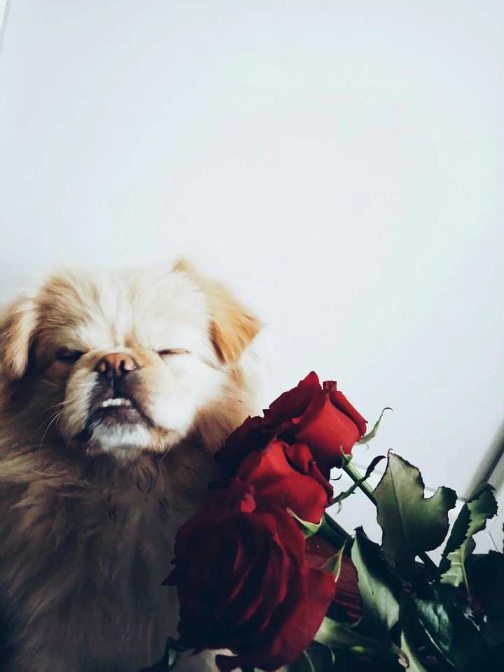 dog