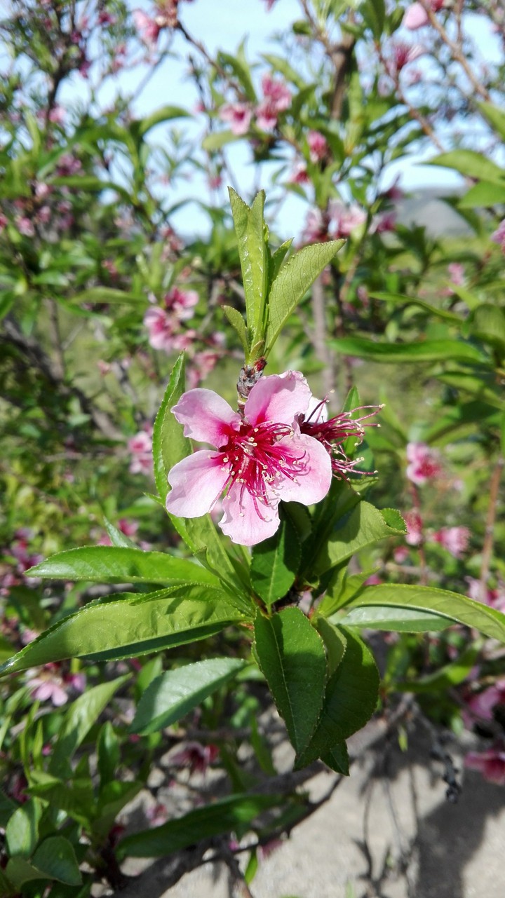 Bloom