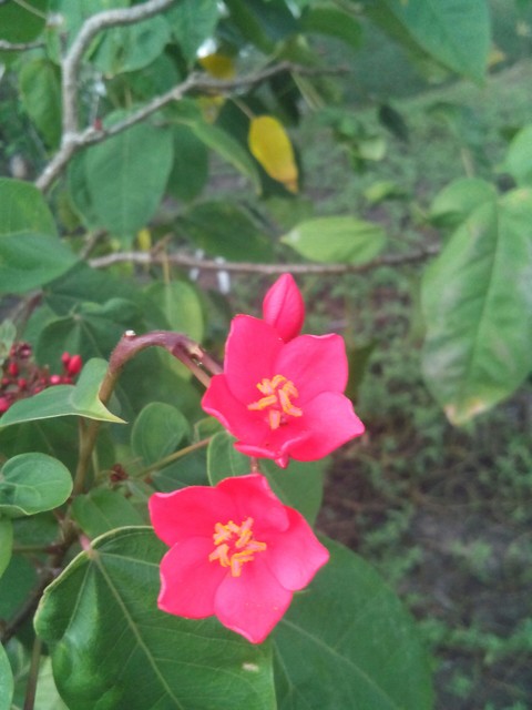 flowers