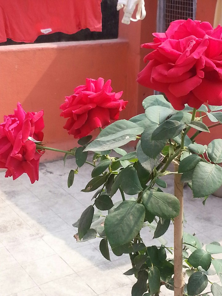 Rose