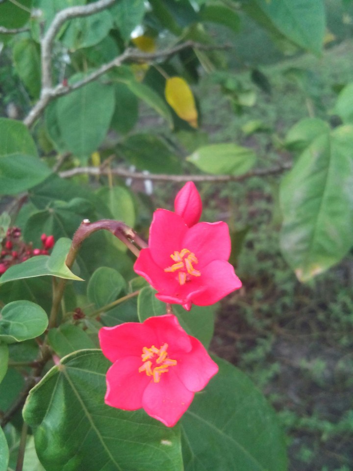 flowers