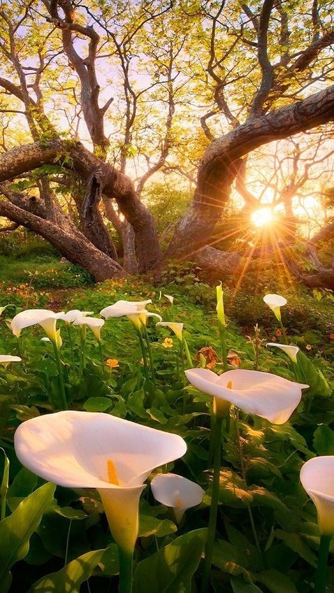 beautiful nature flowers