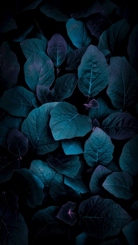 sfondi purple, plant
