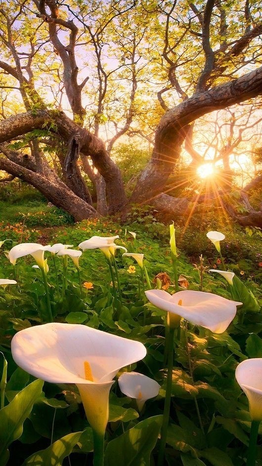beautiful nature flowers