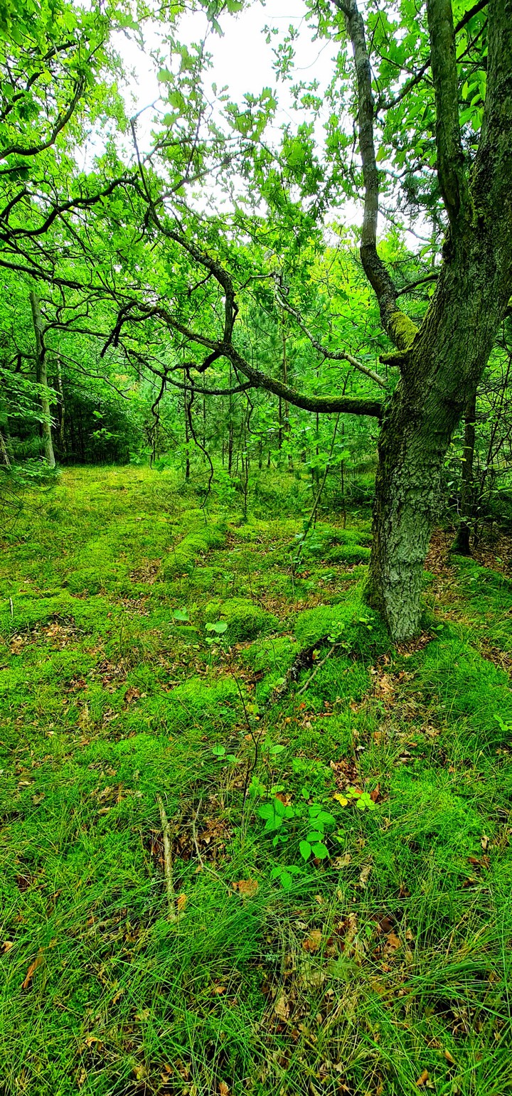 Green times