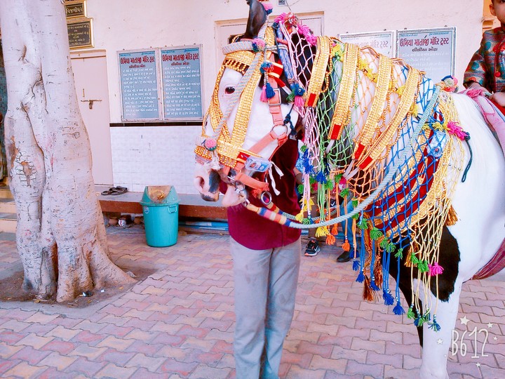 Lovely Horse 