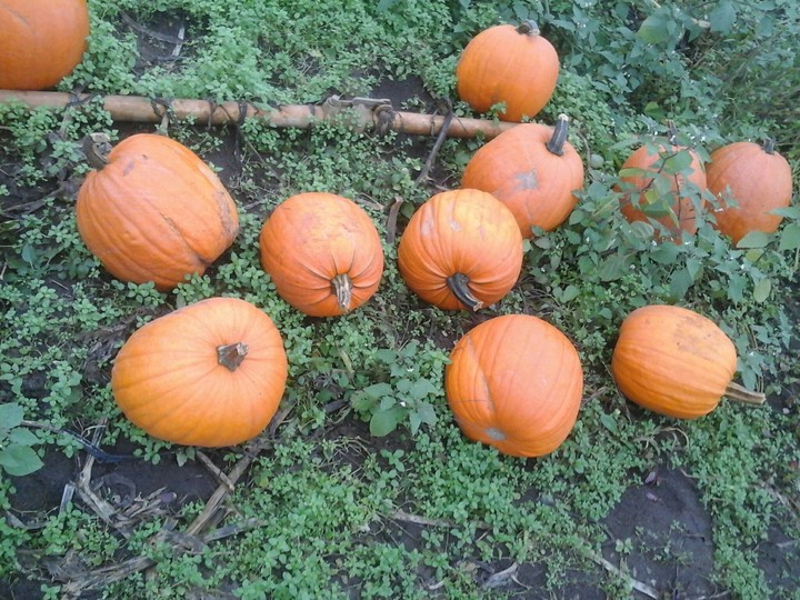 Batch of pumkins!