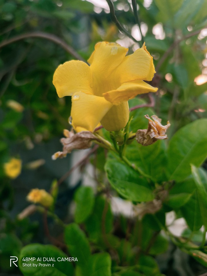 flower