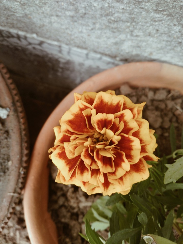 Marigold