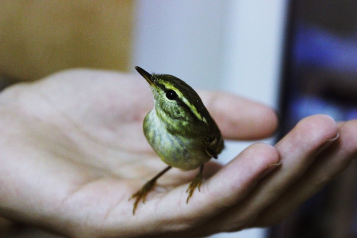 bird