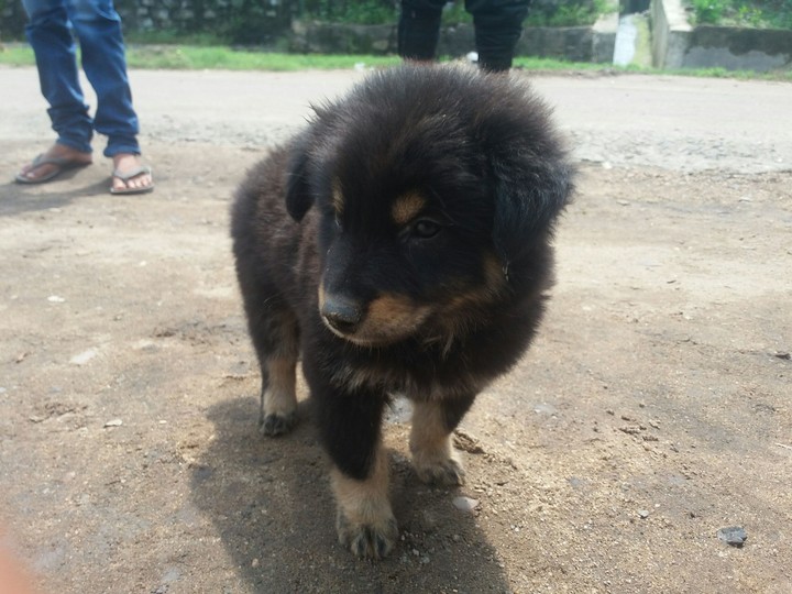puppy