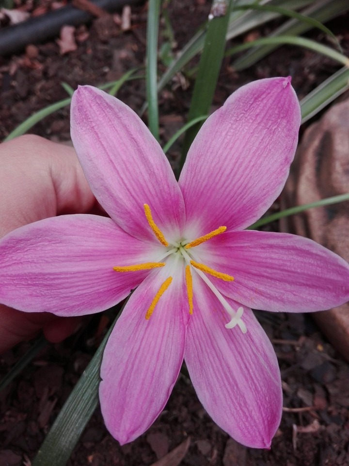 pink flower