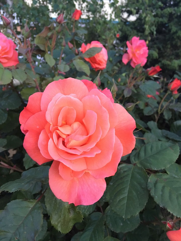 flower